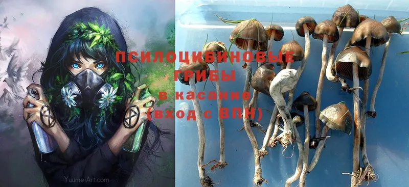 Галлюциногенные грибы Psilocybe  Чистополь 